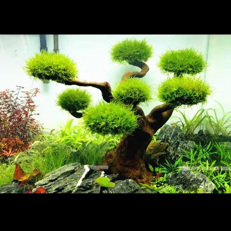 Aquarium Plant Root Tabs - حوض السمك الديكور الطحلب Driftwood خزان