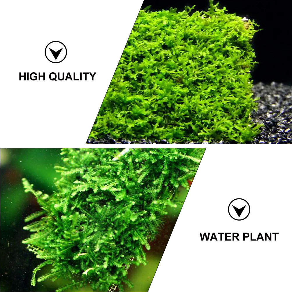 15 قطعة من وسادات شبكة سلكية م - مراجعة Planted Aquarium Carpet Plant وسعره