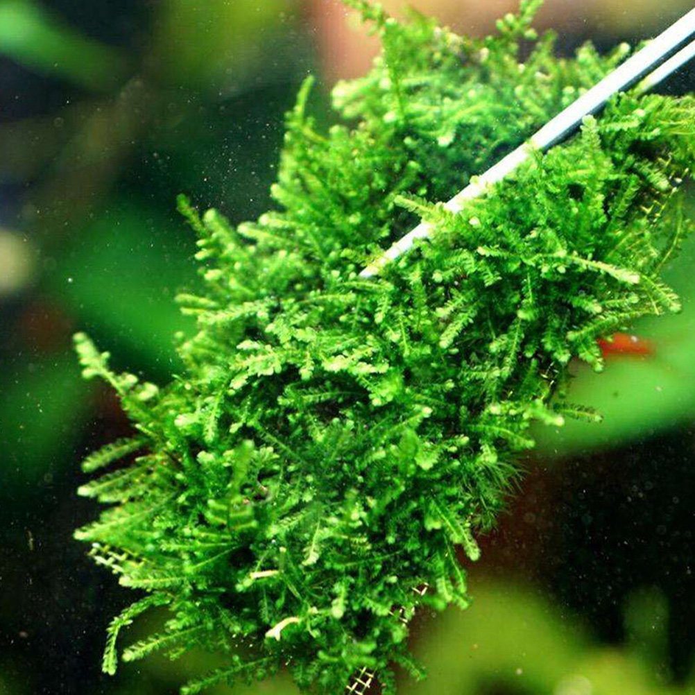 15 قطعة من وسادات شبكة سلكية م - مراجعة Planted Aquarium Carpet Plant وسعره