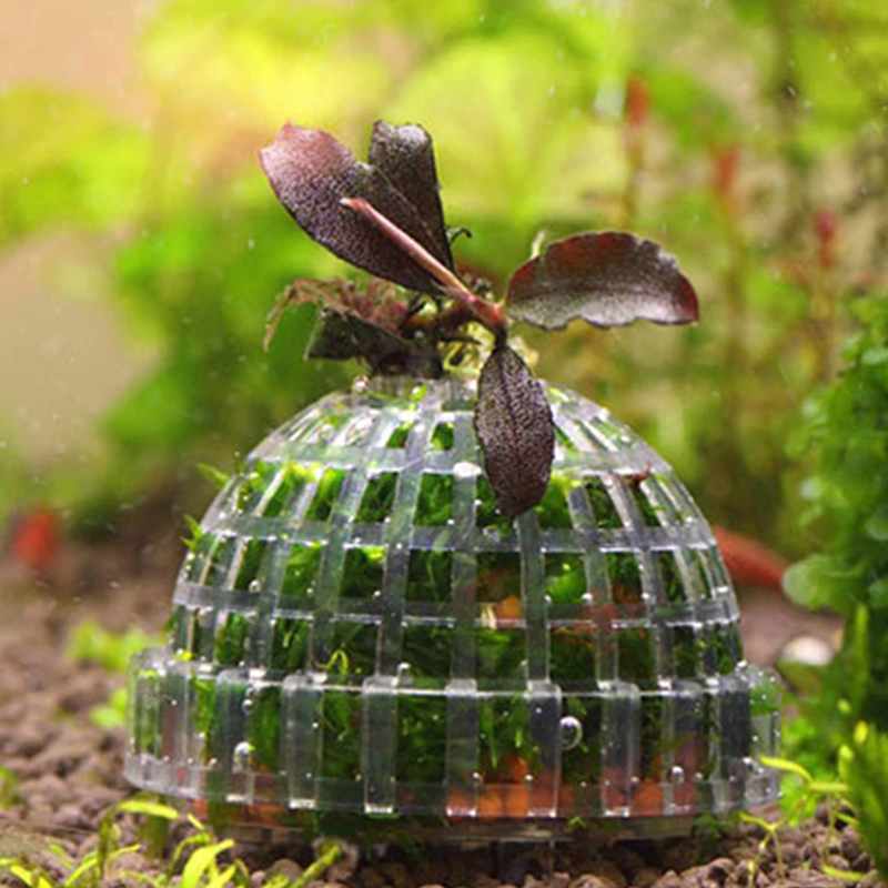 عرض ساخن: مستلزمات الحيوانات ا - مراجعة Planted Aquarium For Sale وسعره