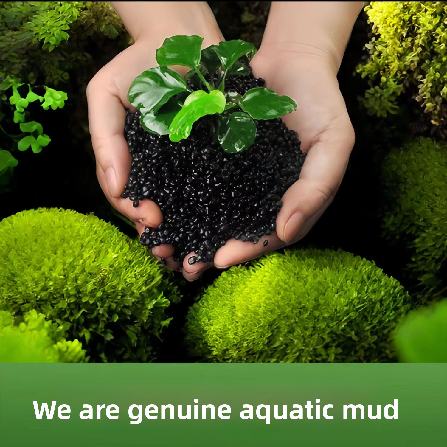 طين أسود غير سيراميكي لتزيين أ - مراجعة Planted Aquarium With Sand وسعره