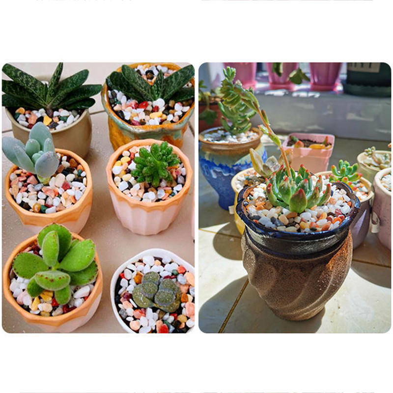 حصى طبيعي 200~1000 جرام لتزيين - مراجعة Planted Aquarium With Sand وسعره