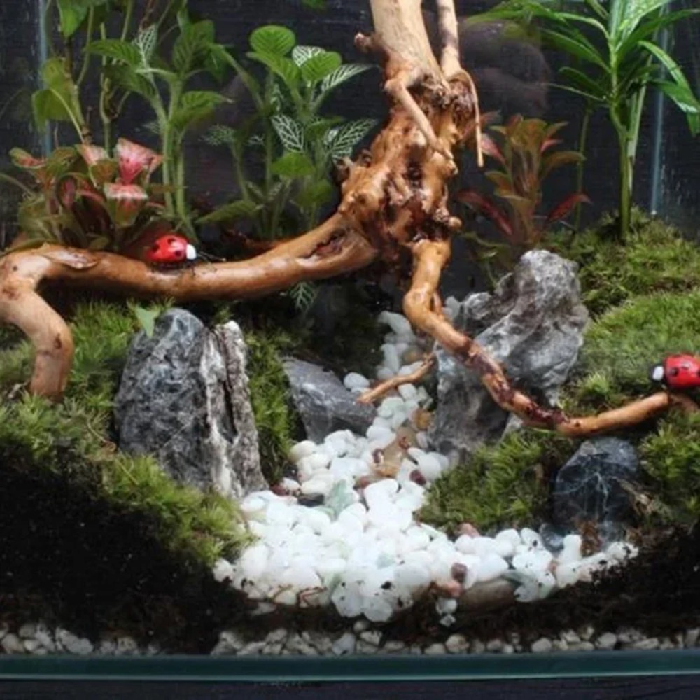جذع شجرة طبيعي من الخشب العائم - مراجعة Aquarium Plant Root Tabs وسعره