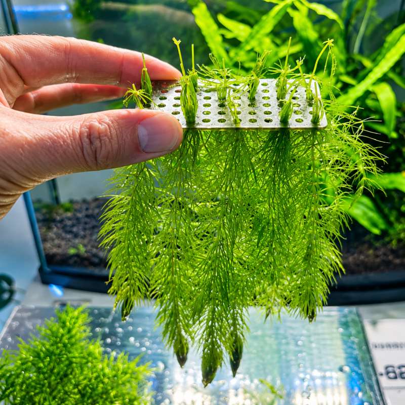 مثبت قاعدة نباتات حوض السمك، م - مراجعة Planted Aquarium With Gravel وسعره