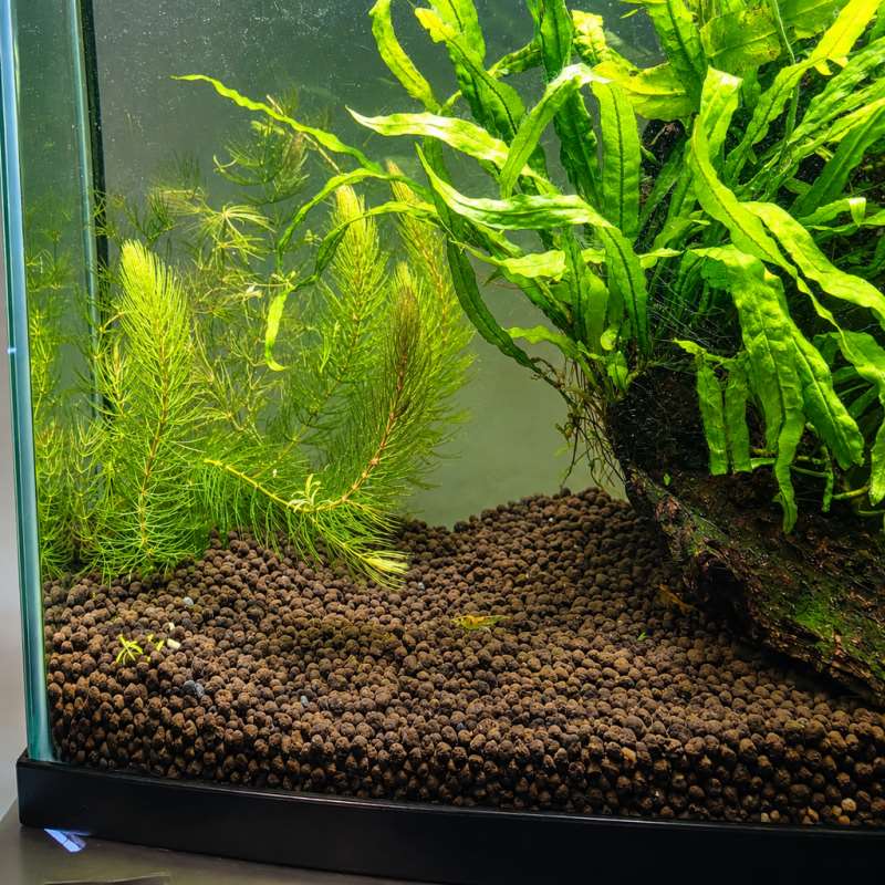 مثبت قاعدة نباتات حوض السمك، م - مراجعة Planted Aquarium With Gravel وسعره