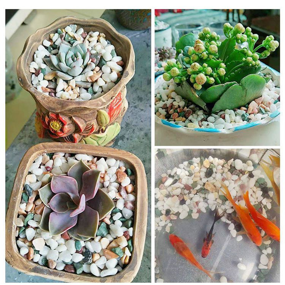 100 جرام من الحصى الكريستالي ا - مراجعة Planted Aquarium With Sand وسعره