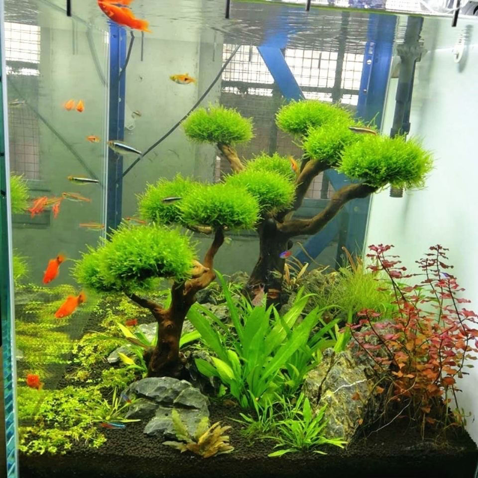 حوض السمك الديكور الطحلب Drift - مراجعة Aquarium Plant Root Tabs وسعره