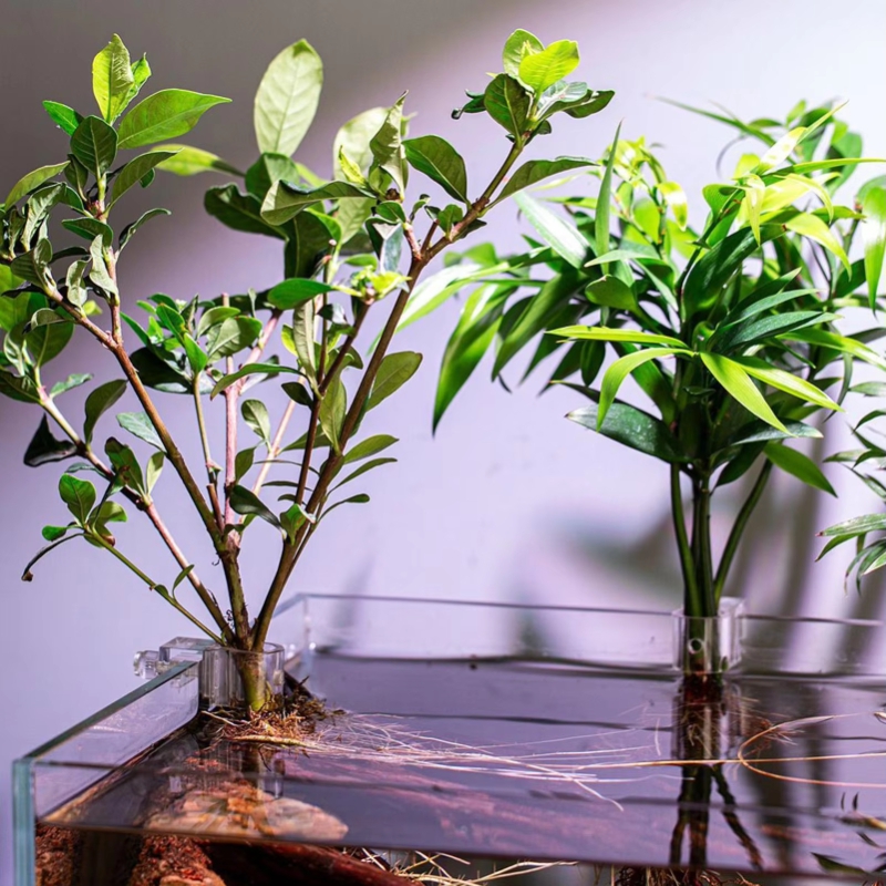 عرض خاص: 6 قطع من مشابك تثبيت  - مراجعة Planted Aquarium For Sale وسعره